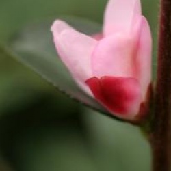 Camellia 'Transtasman'