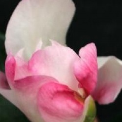 Camellia sasanqua 'Gay Border'