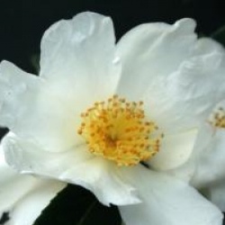 Camellia 'Survivor' - Cam�lia d'automne Survivor