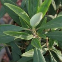 Carpenteria californica 