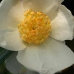 Camellia 'Survivor'
