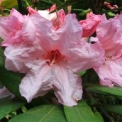 Rhododendron hybride Aladdin