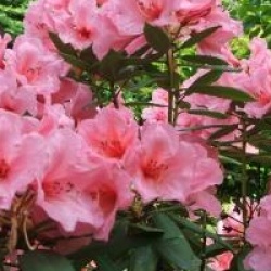 Rhododendron 'Aladdin'