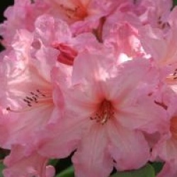 Rhododendron 'Aladdin'