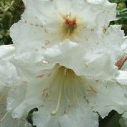 Rhododendron auriculatum