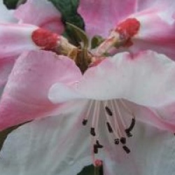 Rhododendron edgeworthii - Rhododendron edgeworthii