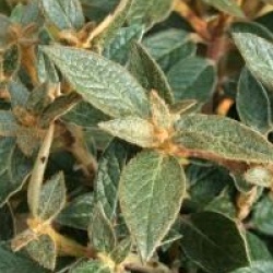 Rhododendron edgeworthii