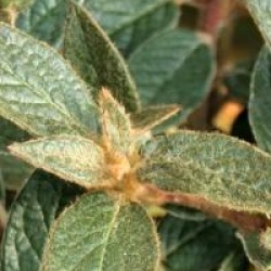 Rhododendron edgeworthii