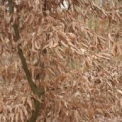 Carpinus betulus - Charme commun