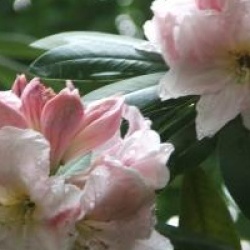 Rhododendron discolor