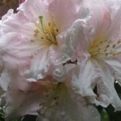 Rhododendron fortunei subsp. discolor