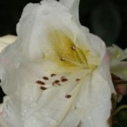 Rhododendron Fragrantissimum