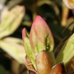 Rhododendron 'Fragrantissimum'