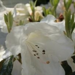 Rhododendron 'Fragrantissimum'