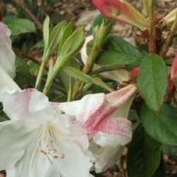 Rhododendron 'Fragrantissimum'