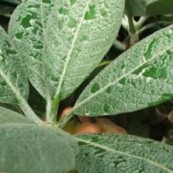 Rhododendron maccabeanum