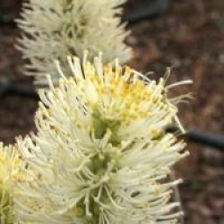 Fothergilla x intermedia 'Blue Shadow' - Fothergilla Blue Shadow