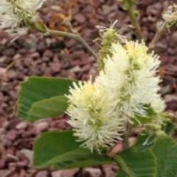 Fothergilla x intermedia 'Blue Shadow'