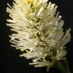 Fothergilla x intermedia 'Blue Shadow'