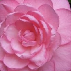 Camellia x williamsii 'Dream Boat' - Cam�lia Dream Boat