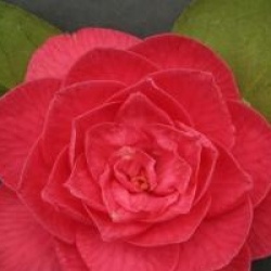 Camellia japonica 'Paolina Guichardini'