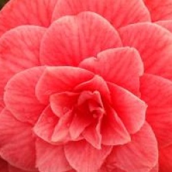 Camellia japonica 'Paolina Guichardini'