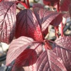 Cornus alba 'Siberian Pearls' - Cornouiller blanc Siberian Pearls