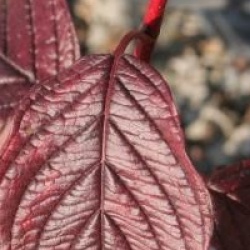 Cornus alba 'Siberian Pearls'