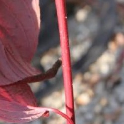 Cornus alba 'Siberian Pearls'