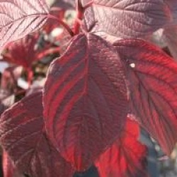 Cornus alba 'Siberian Pearls'