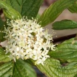 Cornus alba 'Siberian Pearls'