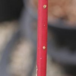 Cornus alba 'Siberian Pearls'