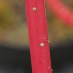 Cornus alba 'Siberian Pearls'