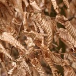Carpinus betulus