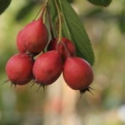 Crataegus crus-galli