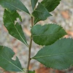 Crataegus crus-galli