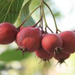 Crataegus crus-galli
