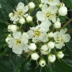 Crataegus x lavalleei 'Carrierei' 