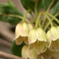 Enkianthus  � fleurs blanches
