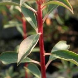 Enkianthus campanulatus var. campanulatus f. albiflorus 