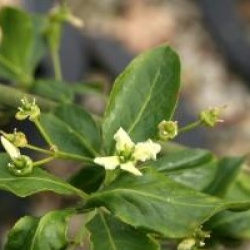 Euonymus europaeus f. albus  - Fusain d'Europe � fruits blancs