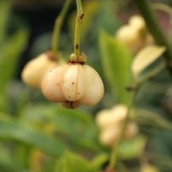 Euonymus europaeus f. albus 