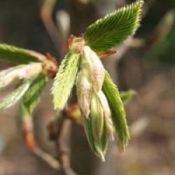 Carpinus betulus 'Albert Beeckman' - Charme fastigi� Albert Beeckman