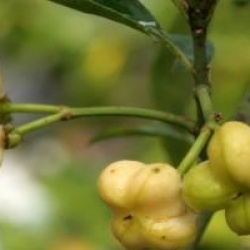 Euonymus europaeus f. albus 