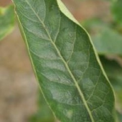 Euonymus europaeus f. albus 