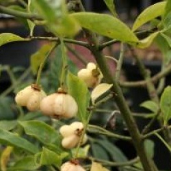 Euonymus europaeus f. albus 