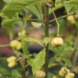 Euonymus europaeus f. albus 