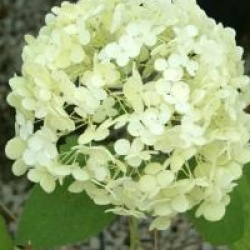 Hydrangea arborescens 'Sterilis' - Hortensia arborescent st�rile