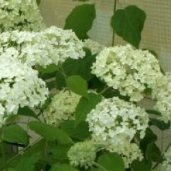 Hydrangea arborescens 'Sterilis'