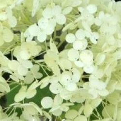 Hydrangea arborescens 'Sterilis'